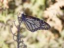 Monarch butterflies * (49 Slides)